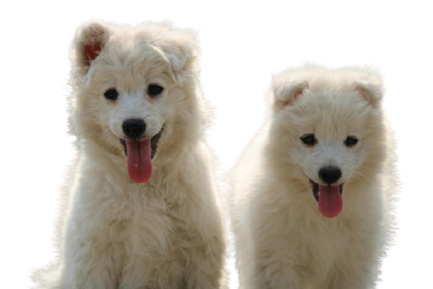 Choose the best pet products for pet animals